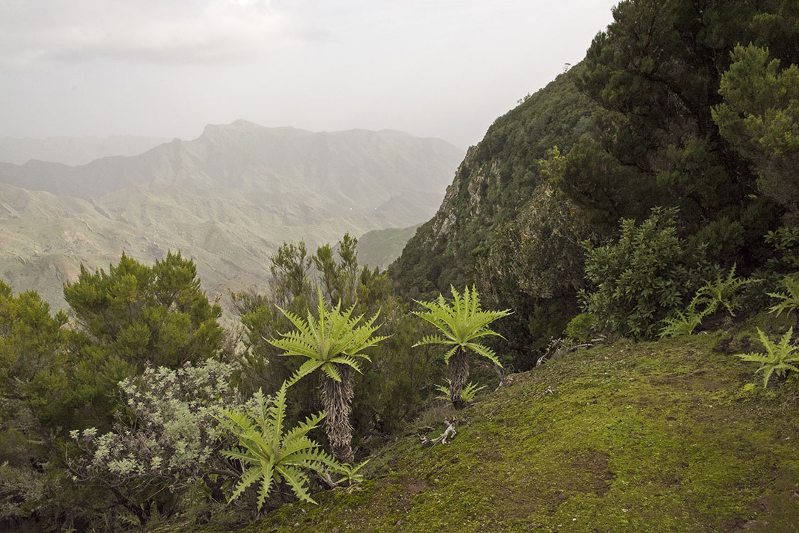 Tenerife